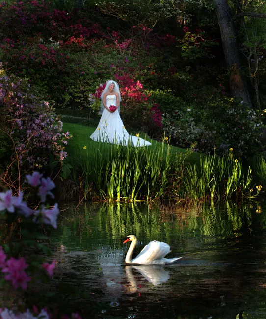 Bride on a garden lawn above a pond with a swan and azaleas